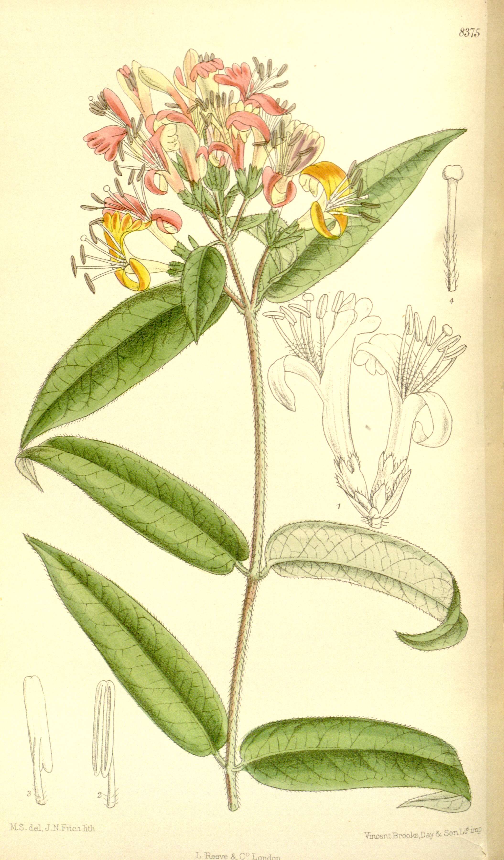 Image of Fragrant Grove Honeysuckle