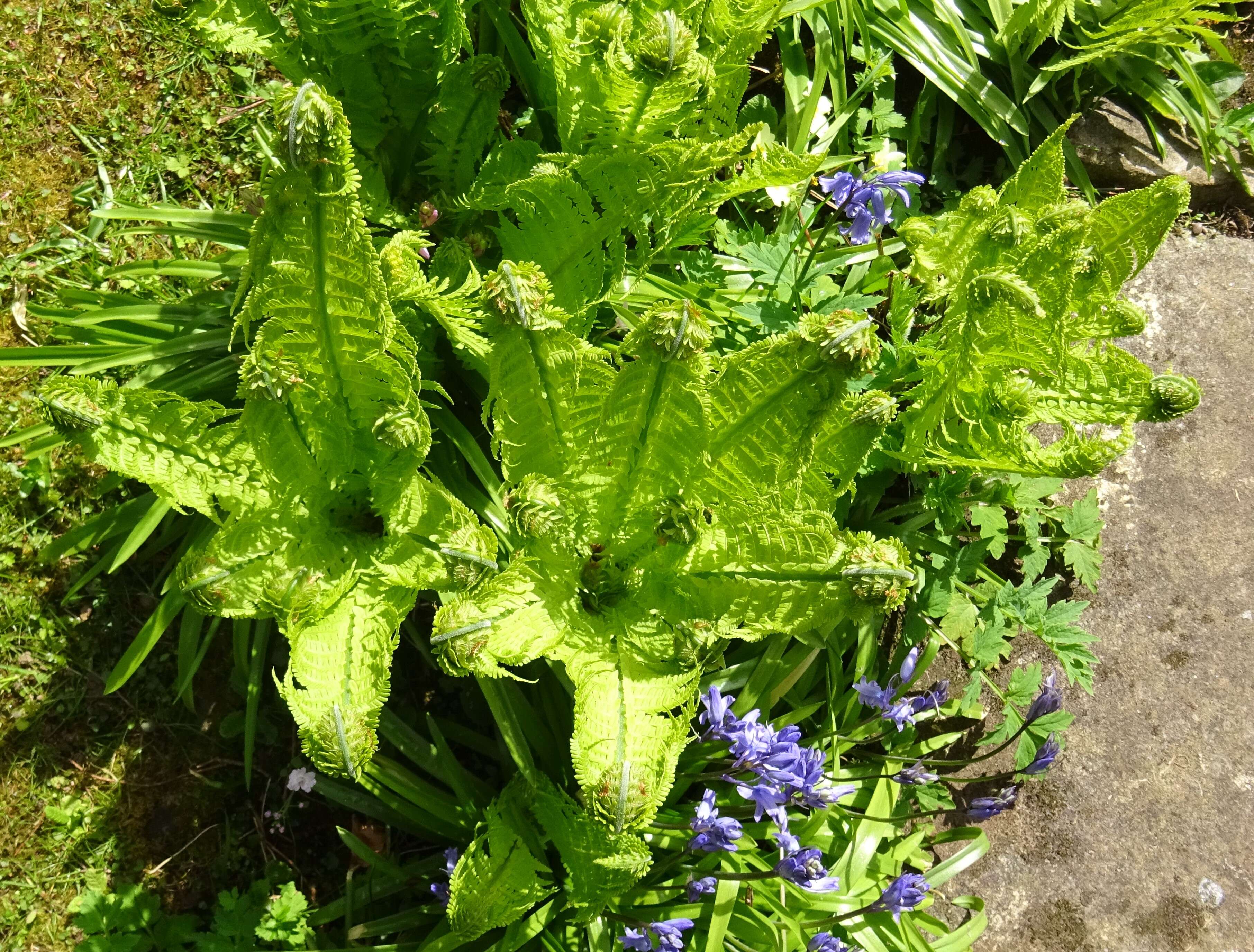 Image of ostrich fern