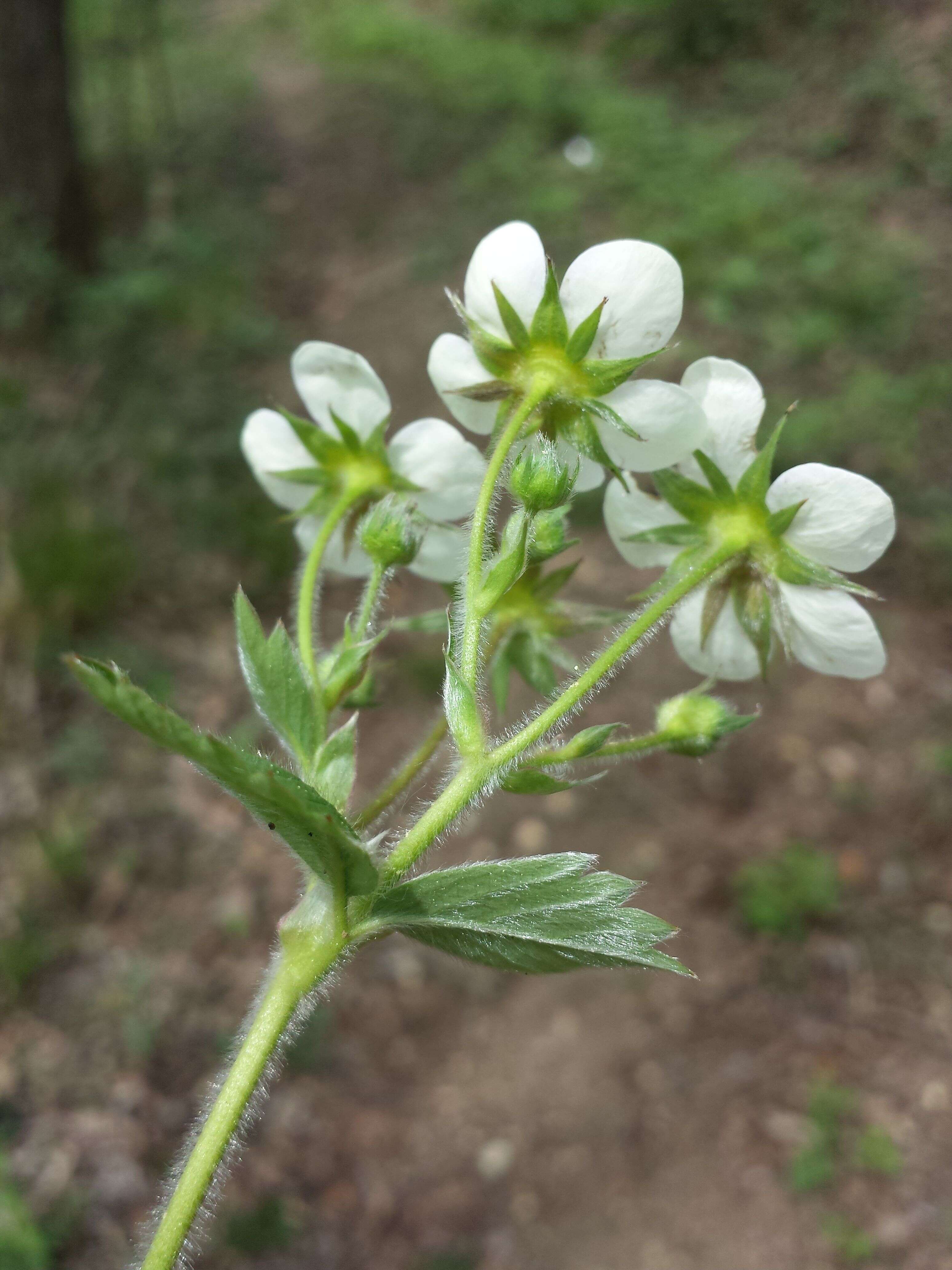 Image of Hautbois Strawberry