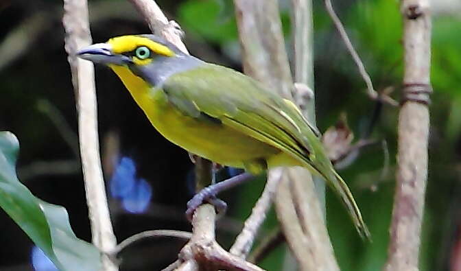 Vireolanius leucotis (Swainson 1838)的圖片