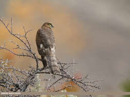 Image of Eurasian Sparrowhawk