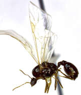 Image of Tetramorium