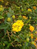 Image of lantana