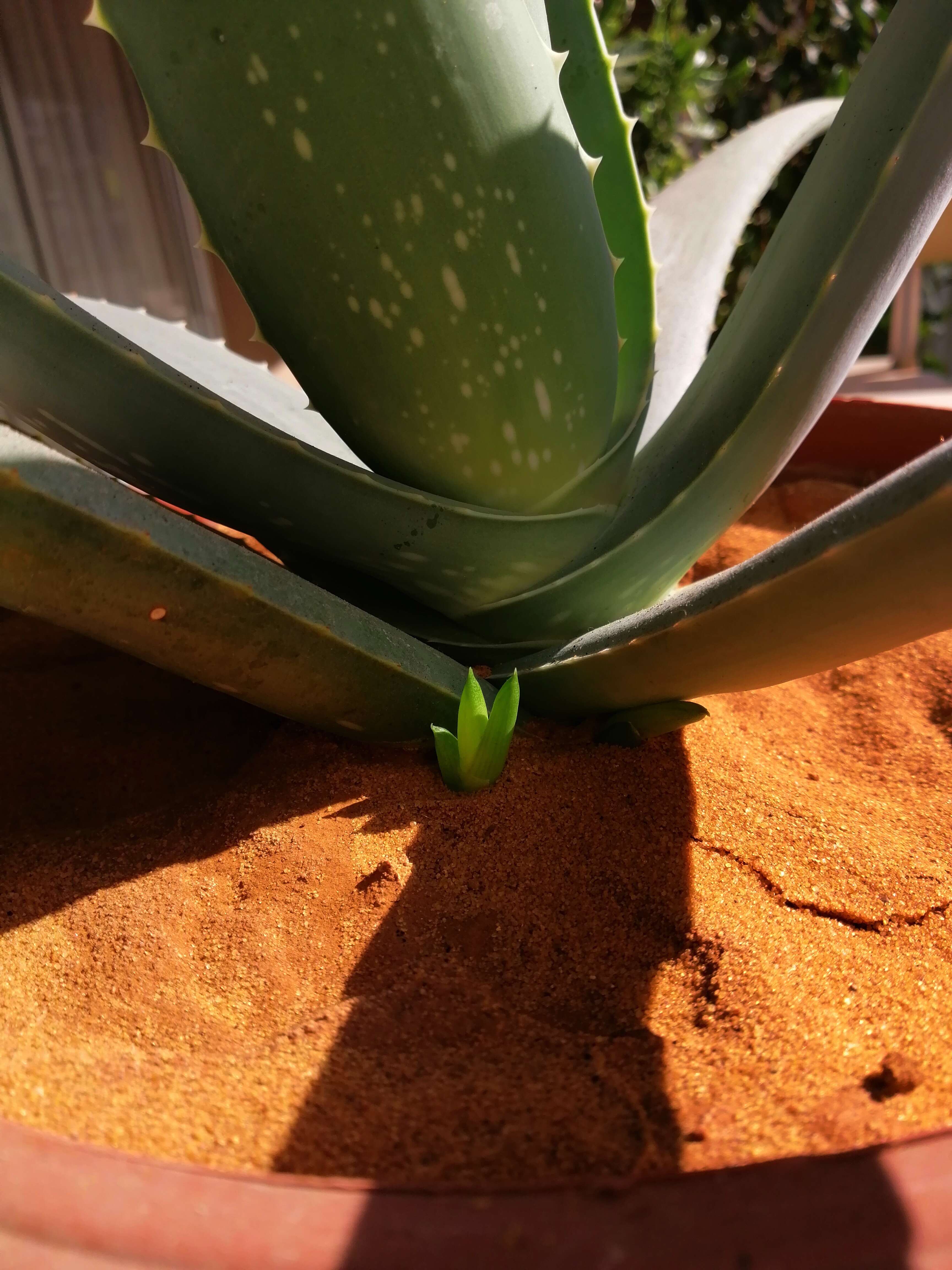 Image of Aloe vera