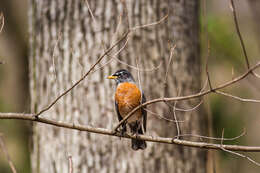 Image of American Robin