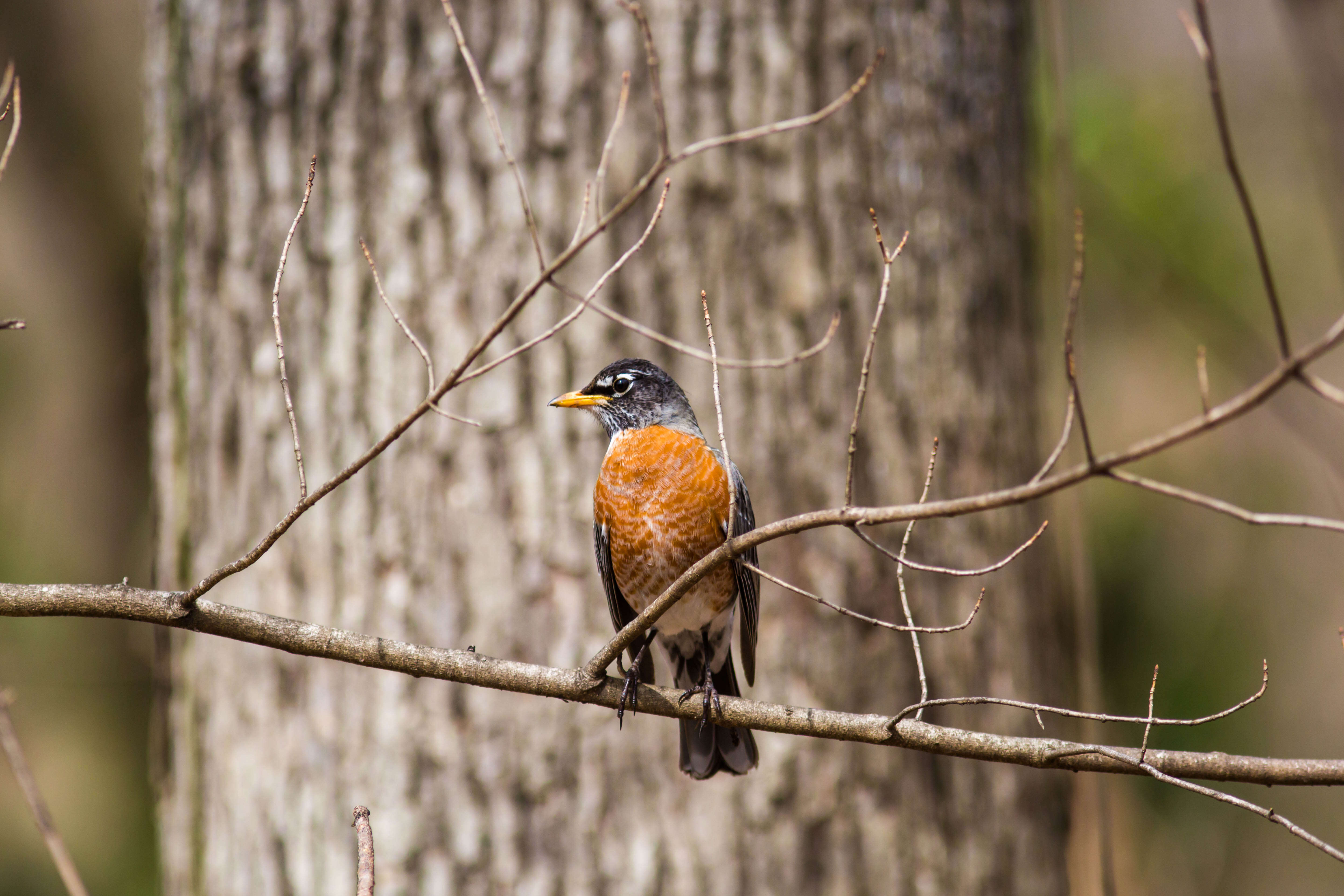 Image of American Robin