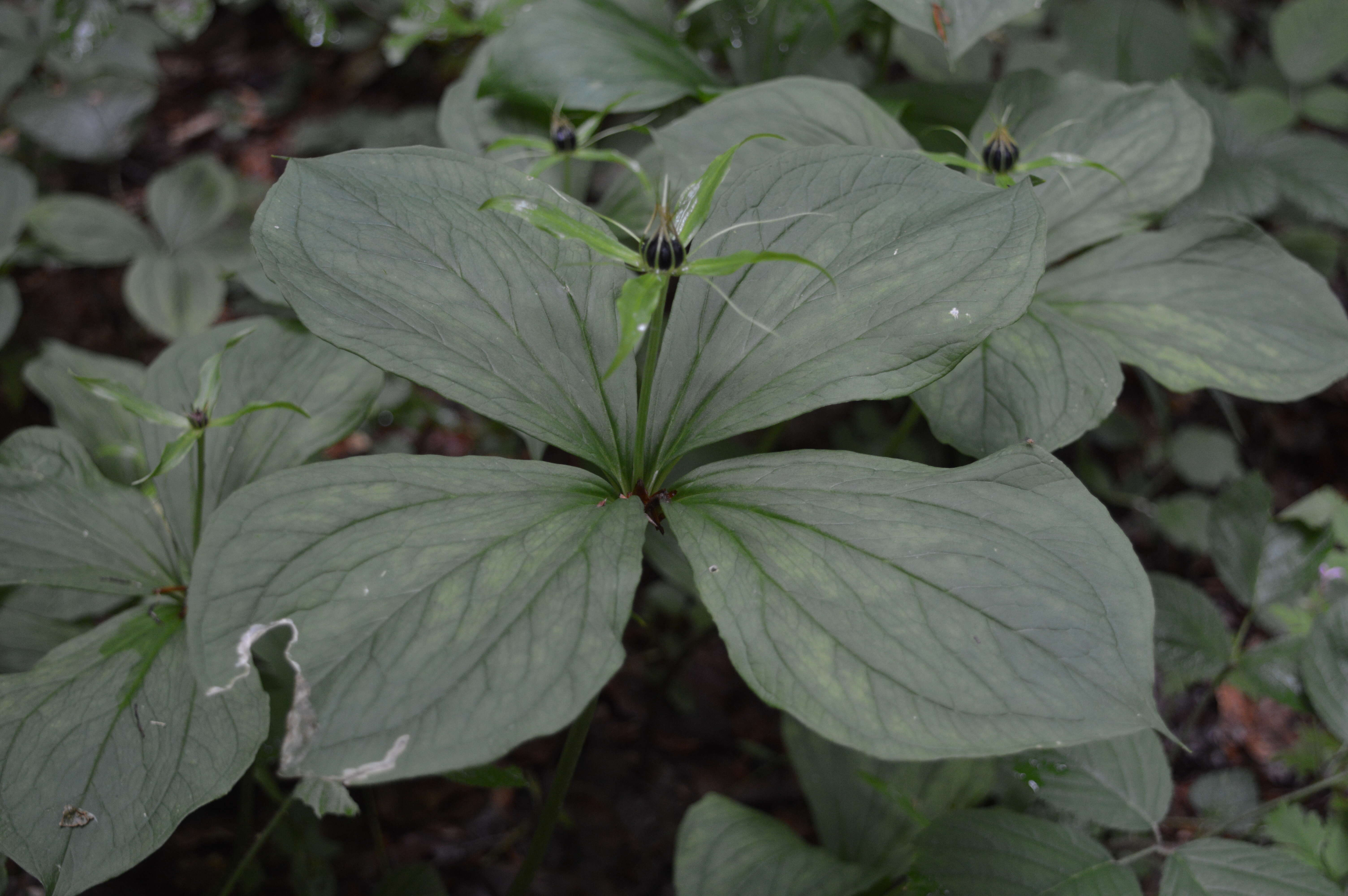 Image of herb Paris