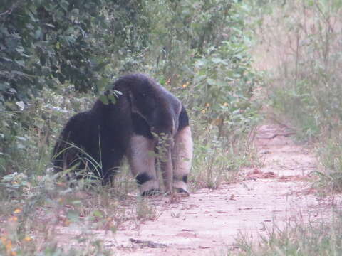 Image of Giant anteaters