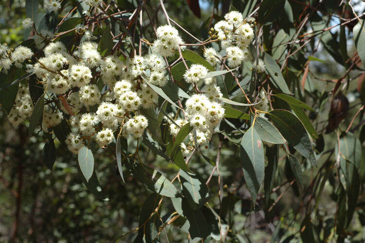 Слика од Eucalyptus carnea F. Müll. ex R. T. Baker