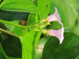 Plancia ëd Ipomoea triloba L.