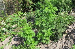 Image of sweet sagewort