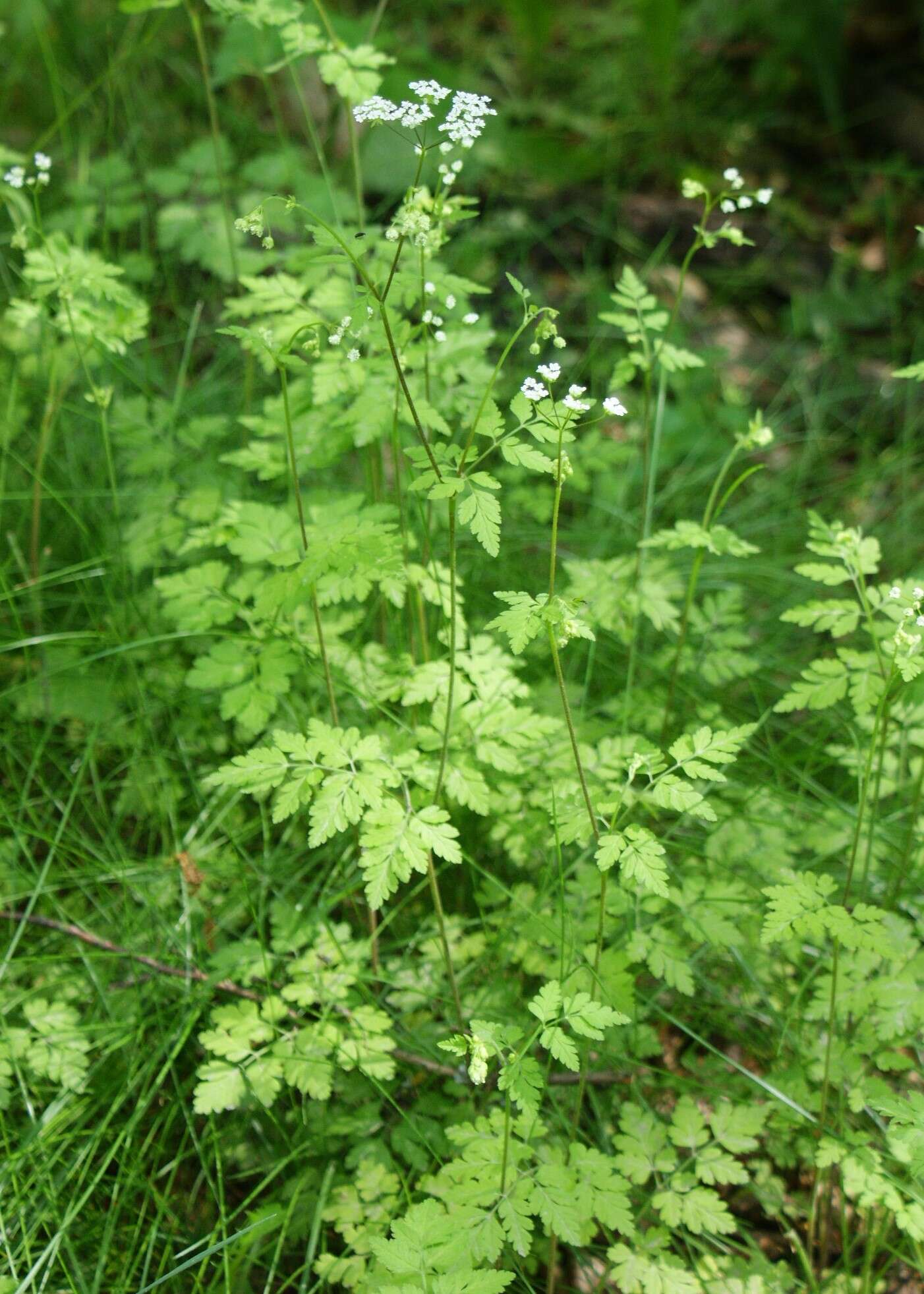 Image of rough chervil