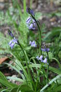 Image de jacinthe des bois