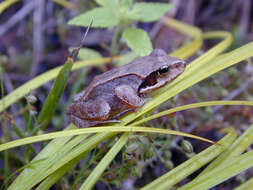 Image of Ezo Brown Frog