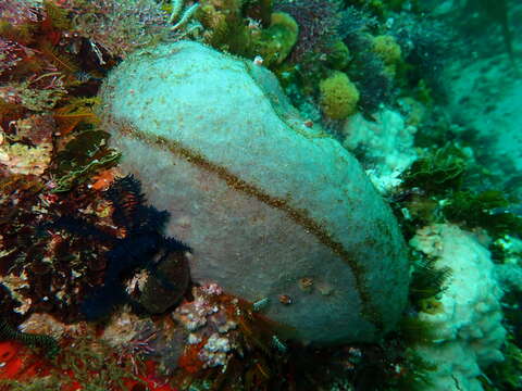 Image of Grey wall sponge