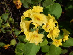 Image of Yellow geiger