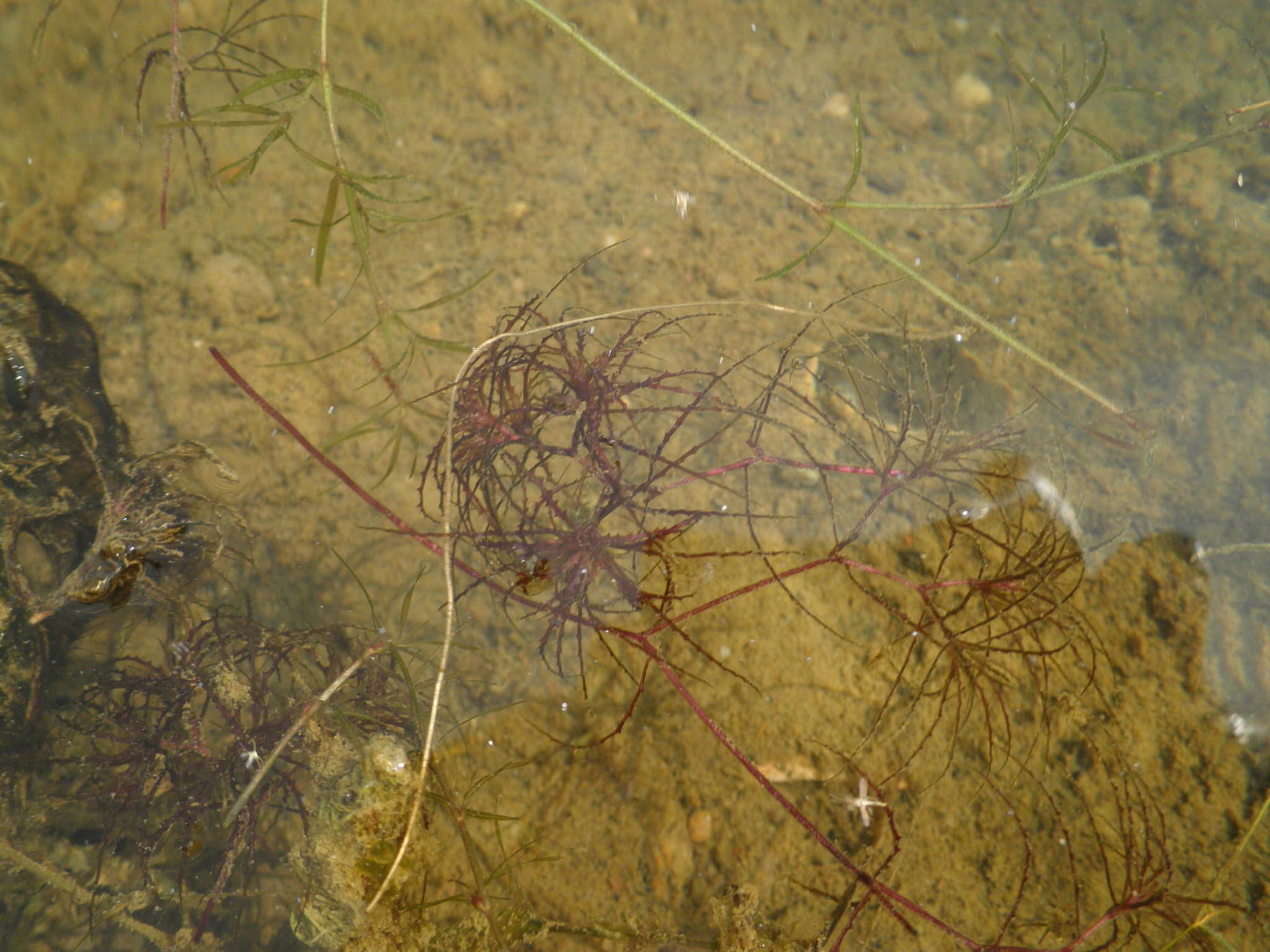 Image of Brittle Naiad
