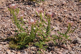 Image of redwhisker clammyweed