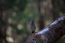 Image of Steller's Jay