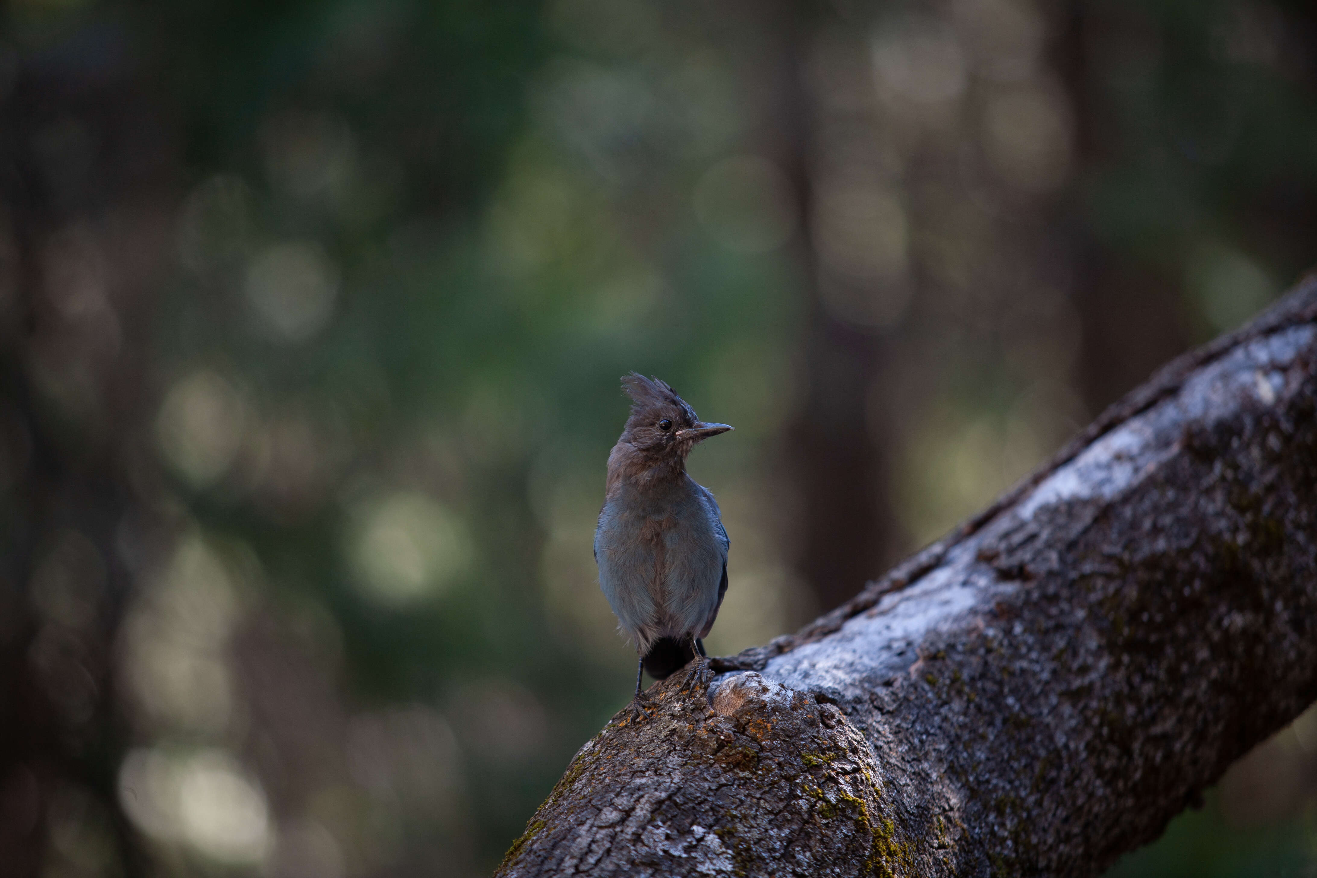 Image of Steller's Jay