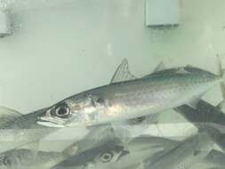 Image of Blue Mackerel