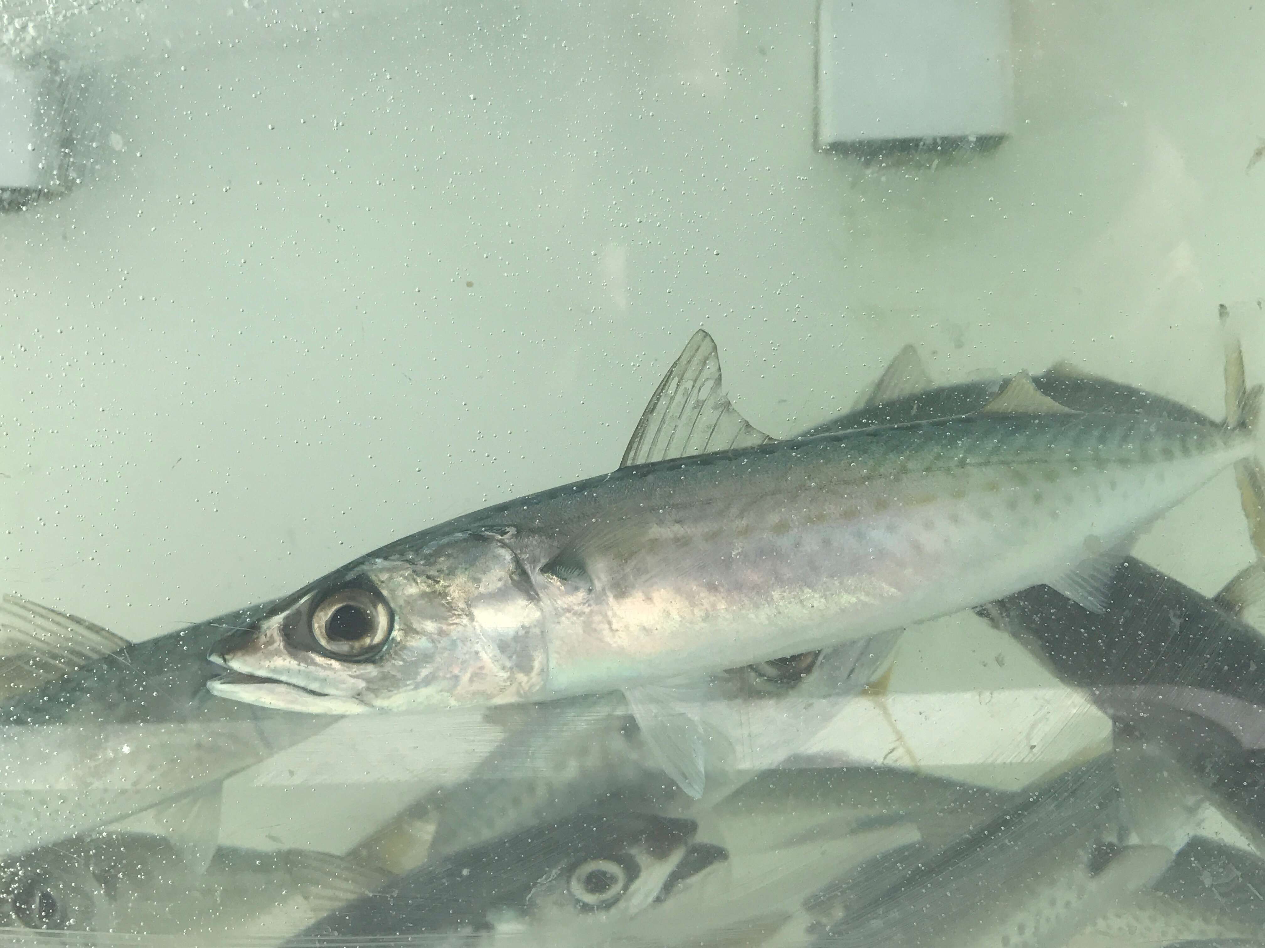 Image of Blue Mackerel