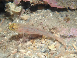 Gobius xanthocephalus Heymer & Zander 1992的圖片