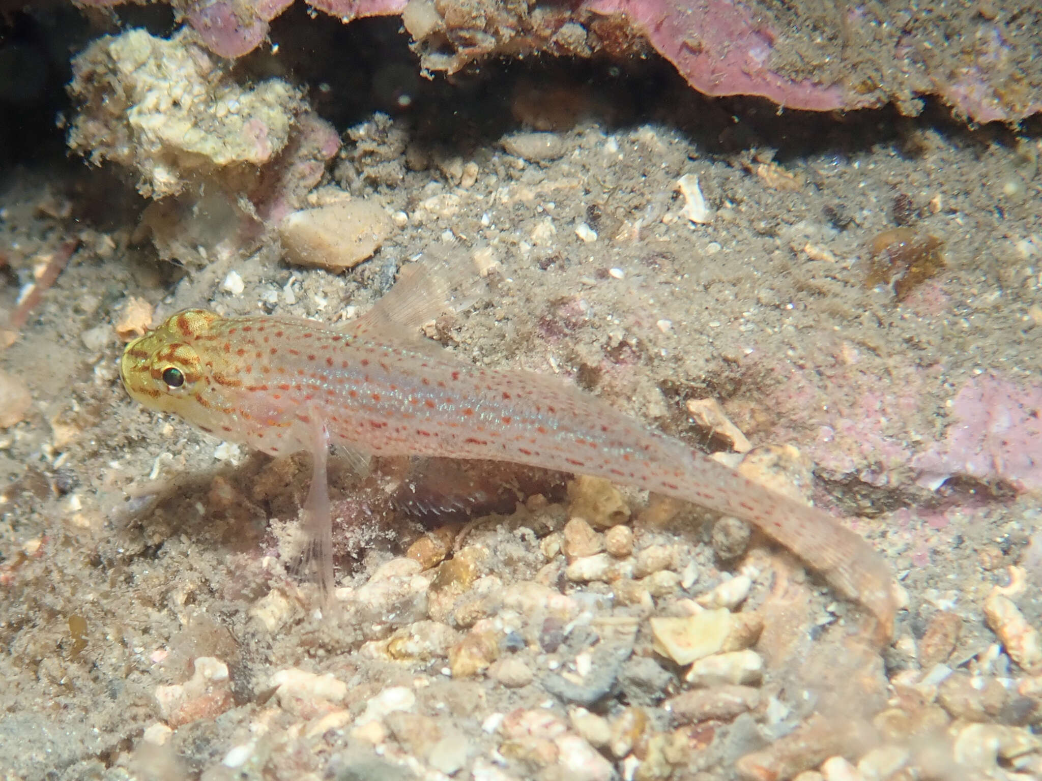 Image of Golden Goby