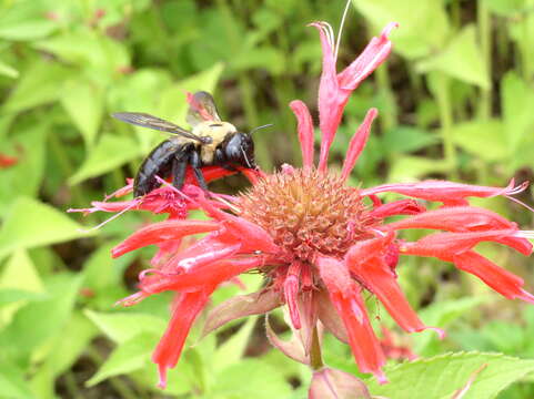 Imagem de Xylocopa virginica (Linnaeus 1771)