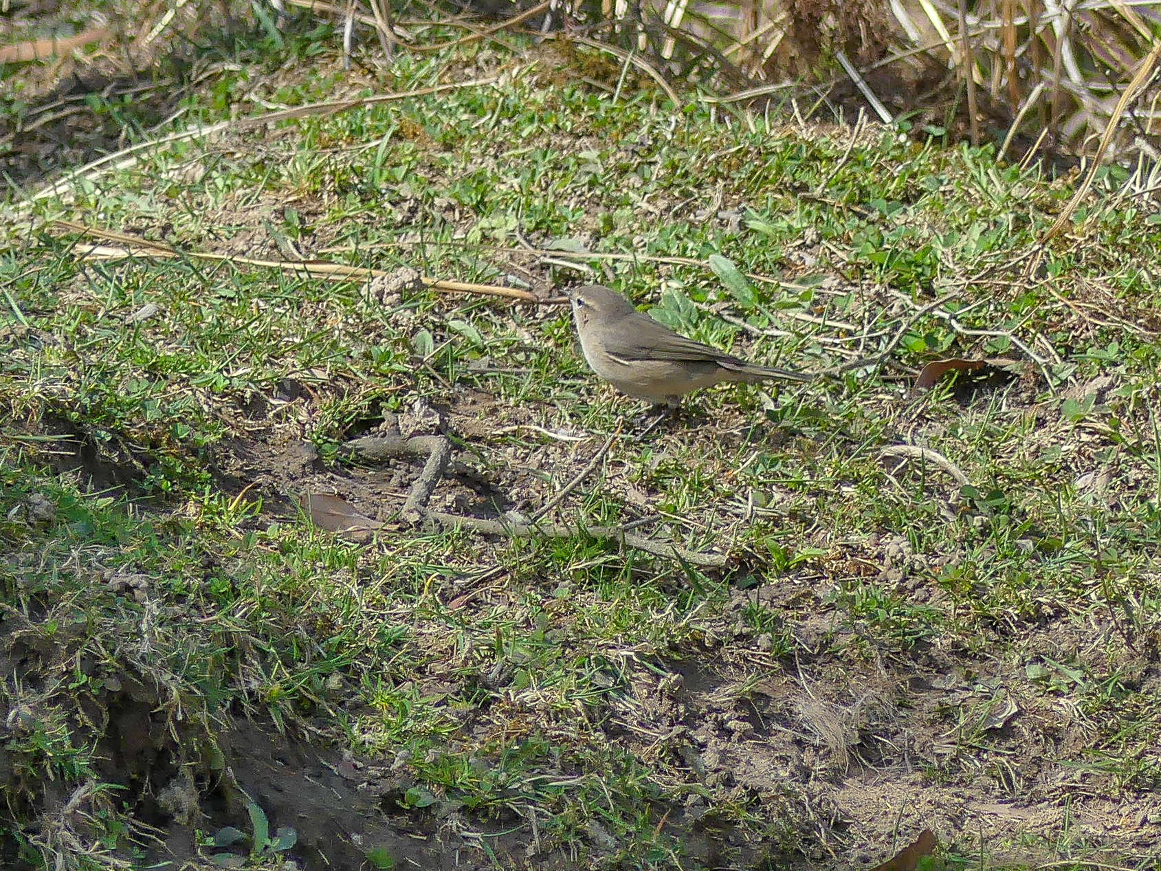 Image of Common Chiffchaff