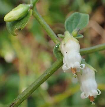 Image of lily of the valley vine