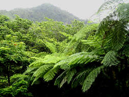 Image of West Indian treefern