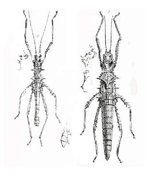 Image of Hoploclonia gecko (Westwood 1859)