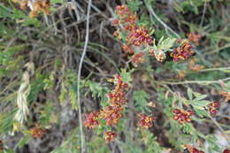 Image of perennial savory