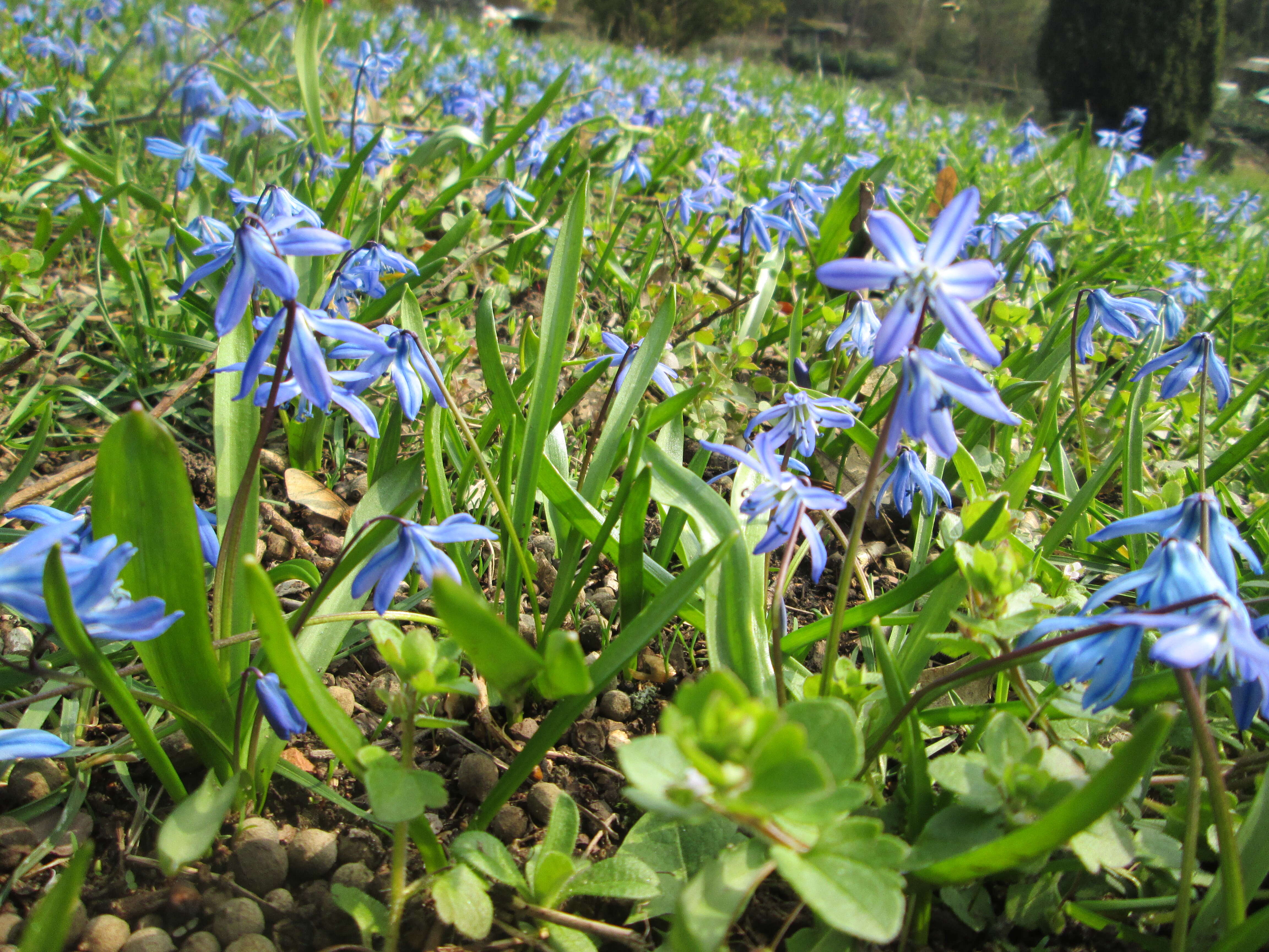 Image of Siberian squill