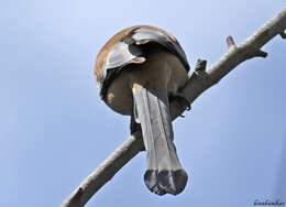 Image of Rufous Treepie