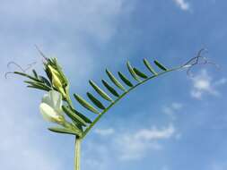 Image of smooth yellow vetch