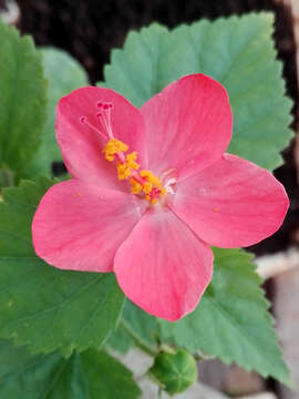 Imagem de Hibiscus hirtus L.