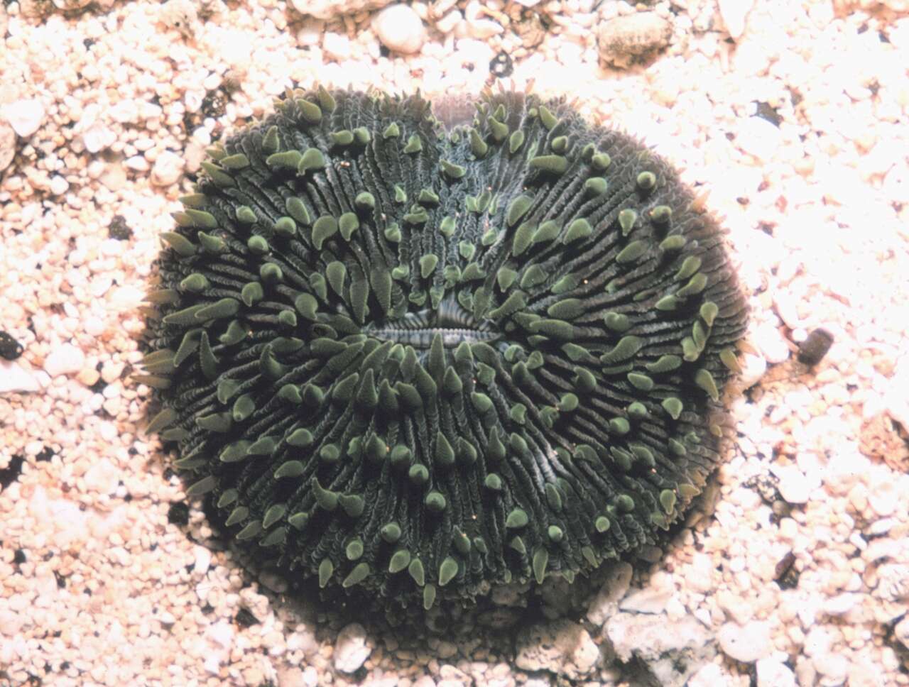 Image of Fungiidae Dana 1846