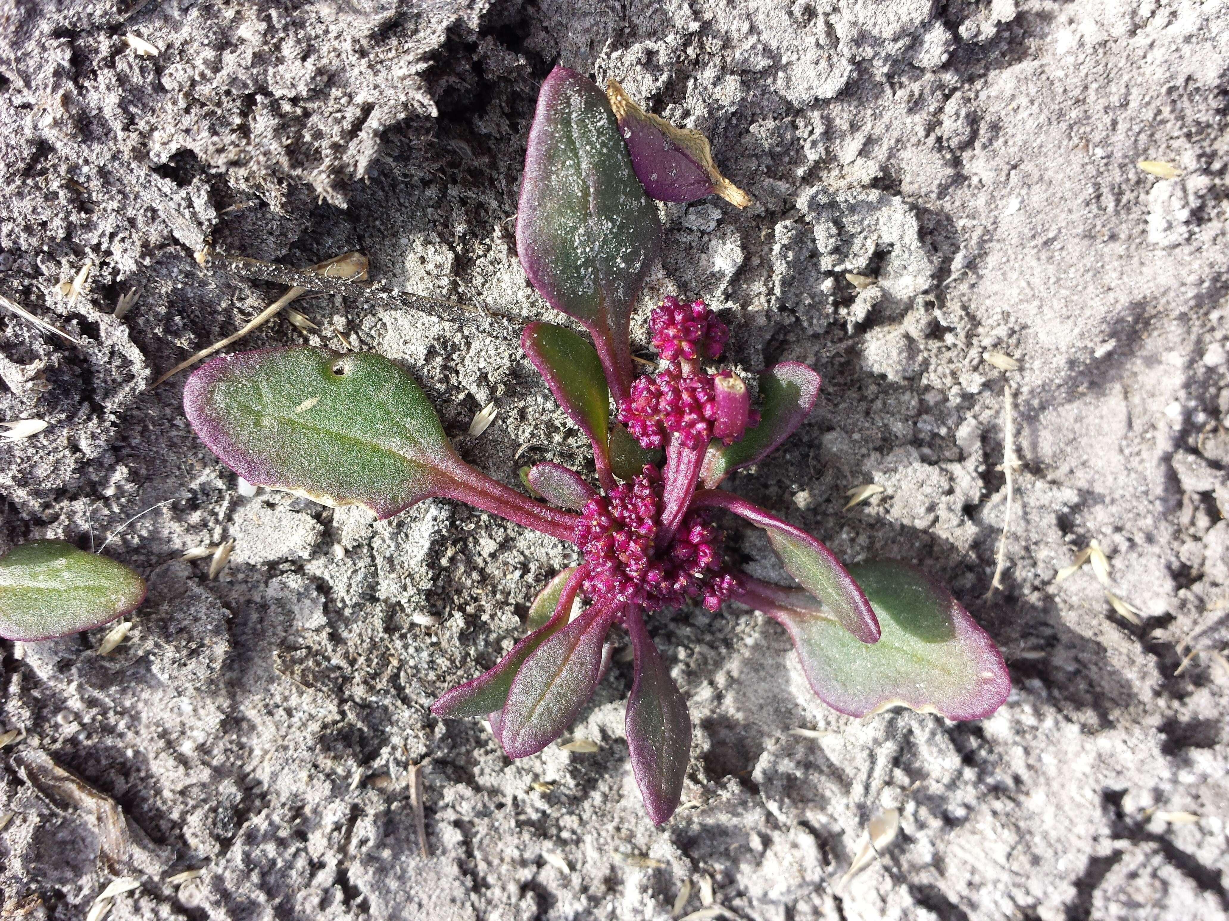 Image of Low Goosefoot