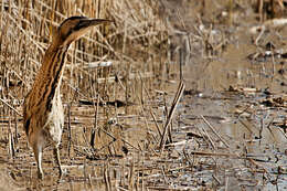 Image of great bittern, bittern