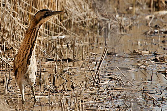 Image of great bittern, bittern