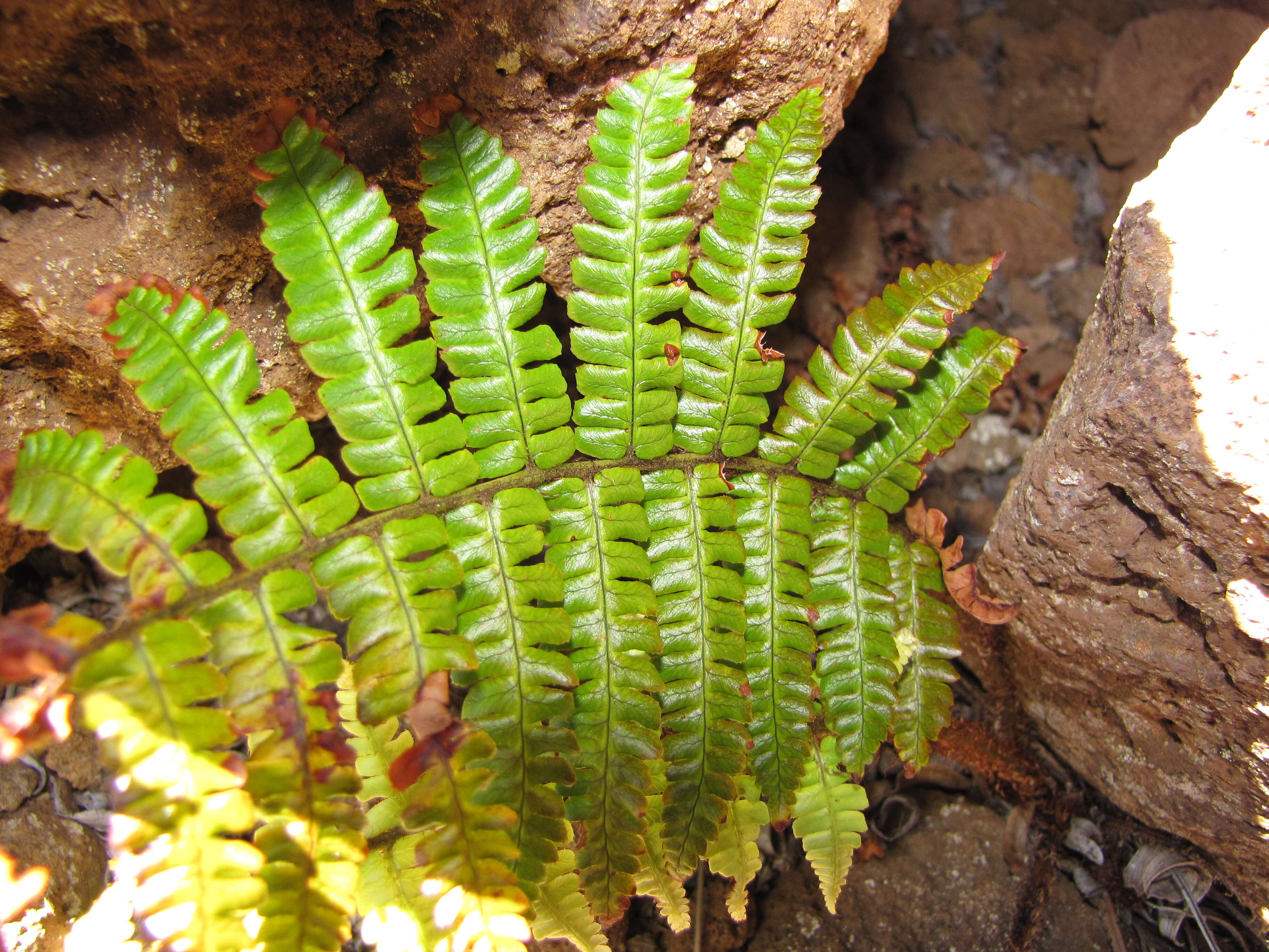 Image of alpine woodfern