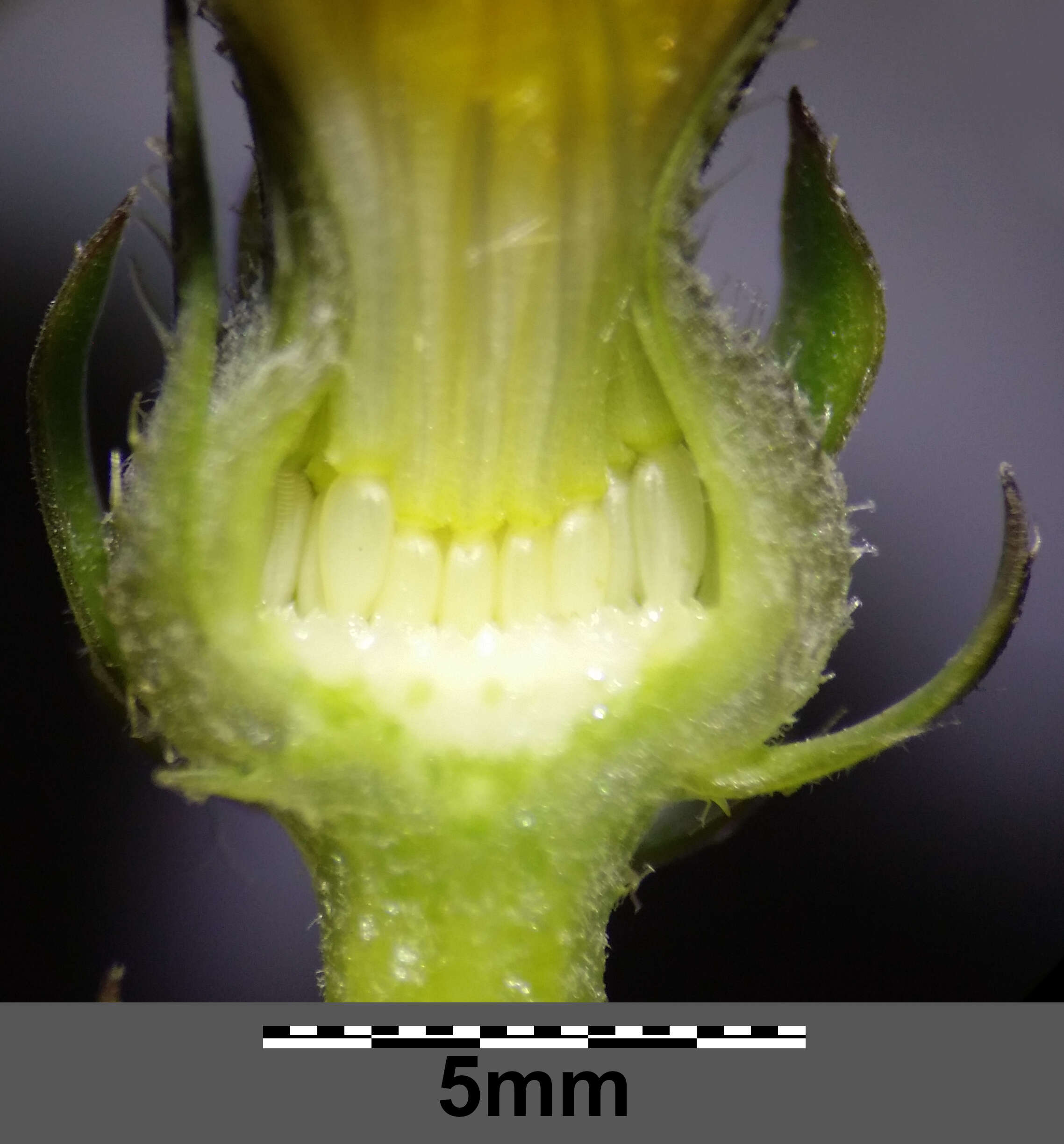 Image of hawkweed oxtongue