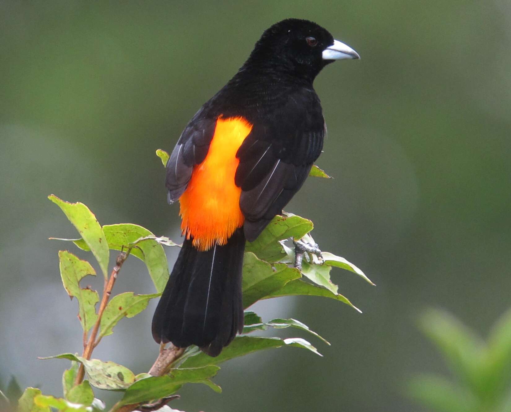 Image of Flame-rumped Tanager