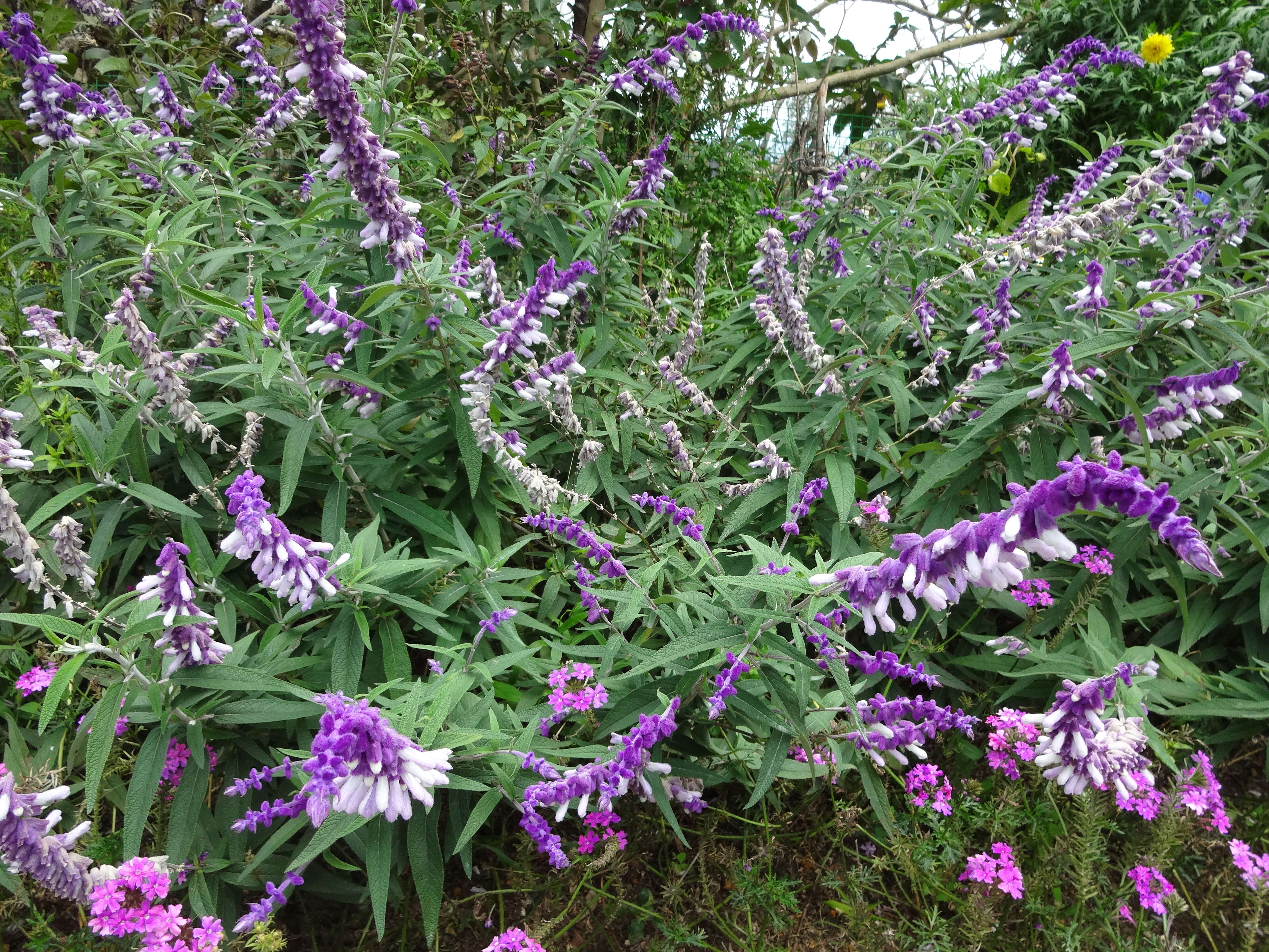 Imagem de Salvia leucantha Cav.