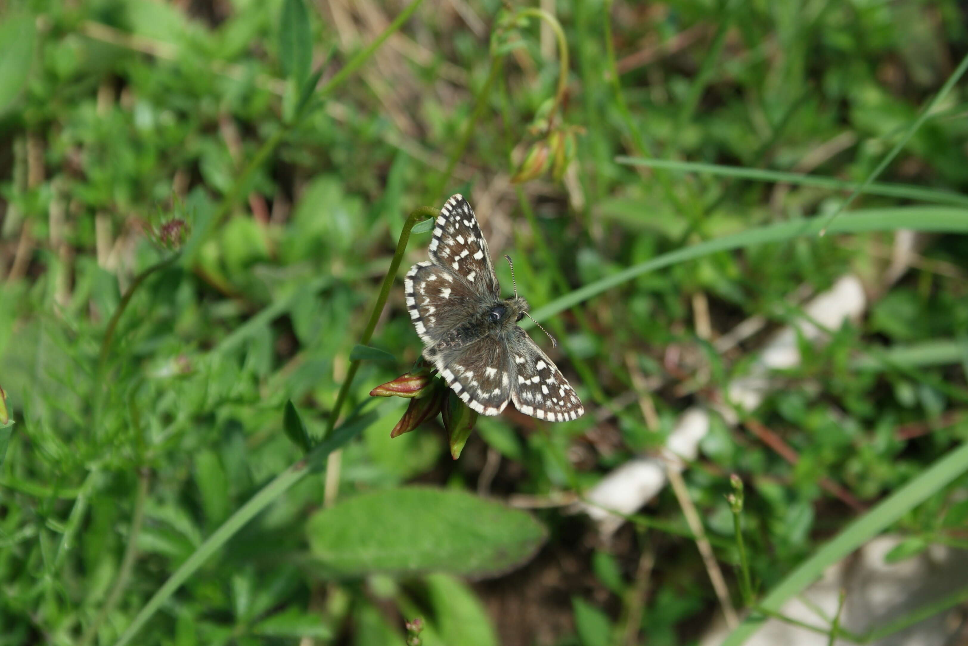 Image of Grizzled skipper