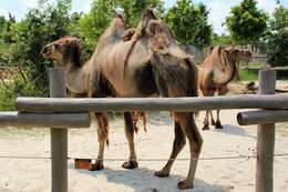 Image of Bactrian camel