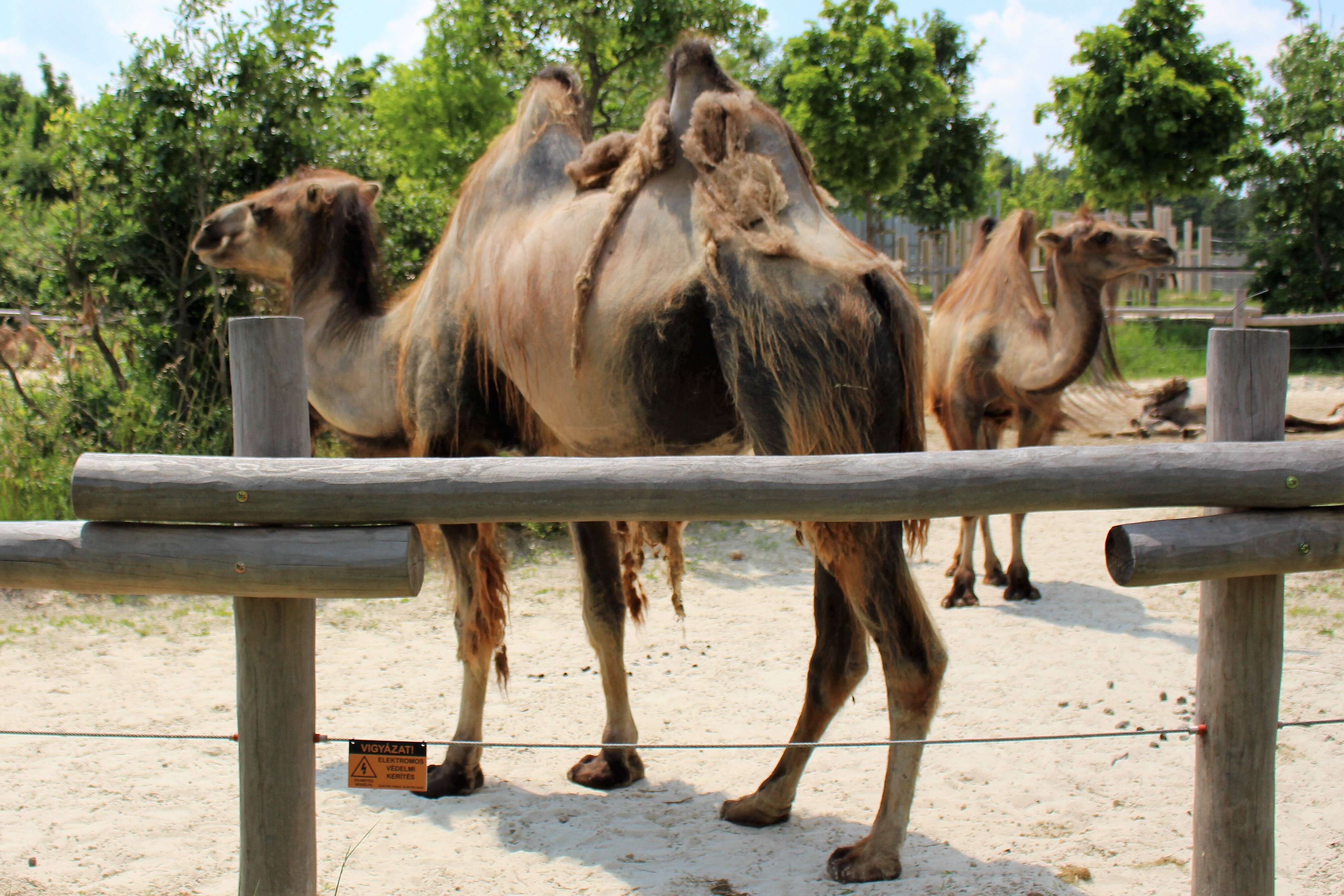 Image of Bactrian camel