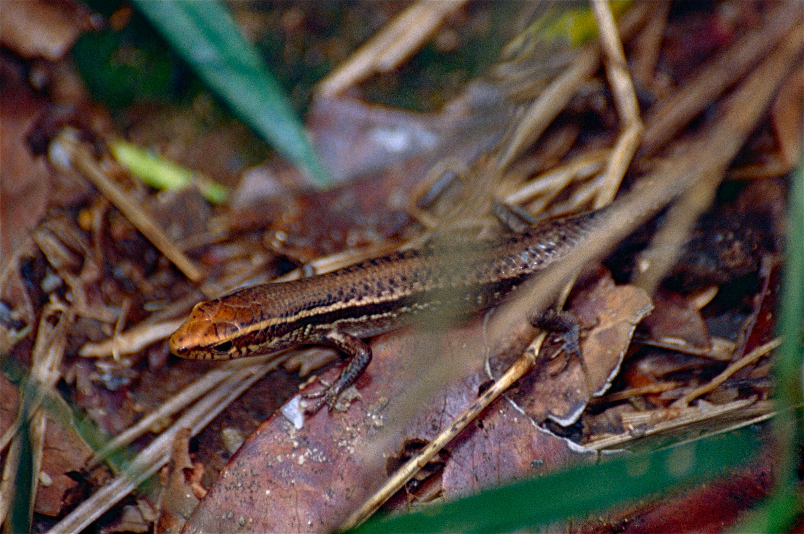 Image of Open-litter Rainbow-skink